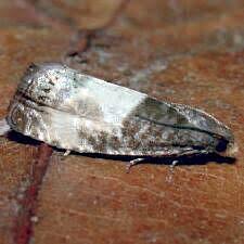 Attēlu rezultāti vaicājumam “Notocelia cynosbatella”