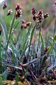 Attēlu rezultāti vaicājumam “Luzula campestris”
