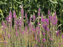 Image result for Blutweiderich