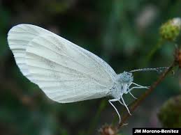 Attēlu rezultāti vaicājumam “Leptidea sinapis”