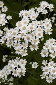 Image result for Achillea Ptarmica