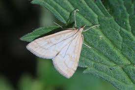 Attēlu rezultāti vaicājumam “Udea lutealis”