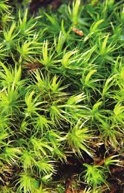 Attēlu rezultāti vaicājumam “Dicranum leioneuron”