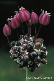 Attēlu rezultāti vaicājumam “Allium scorodoprasum bud”