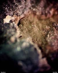 Attēlu rezultāti vaicājumam “Lycogala paraconfusum”