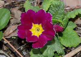 Attēlu rezultāti vaicājumam “Primula veris var. rubra flower”
