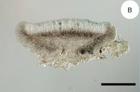 Attēlu rezultāti vaicājumam “Bacidia subincompta”