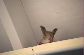 Картинки по запросу белку зажевало в диск