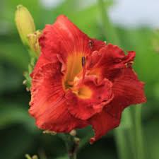 Image result for Hemerocallis `Moses Fire`