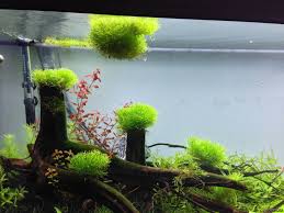 Attēlu rezultāti vaicājumam “Riccia fluitans”