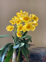 Attēlu rezultāti vaicājumam “Chrysotoxum sp.”