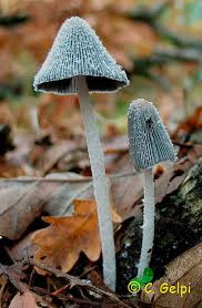 Attēlu rezultāti vaicājumam “Coprinus lagopus”