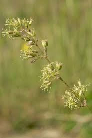 Attēlu rezultāti vaicājumam “Silene otites”
