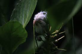 Attēlu rezultāti vaicājumam “Eriophorum gracile leaf”