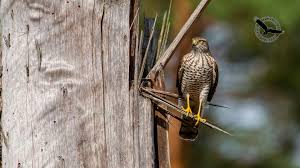 Attēlu rezultāti vaicājumam “Accipiter nisus”