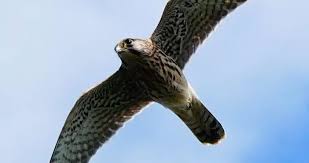 Attēlu rezultāti vaicājumam “Falco tinnunculus”