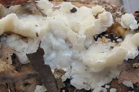 Attēlu rezultāti vaicājumam “Antrodiella faginea”