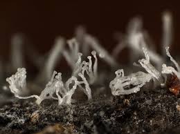 Attēlu rezultāti vaicājumam “Ceratiomyxa morchella macro”