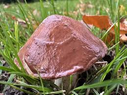 Attēlu rezultāti vaicājumam “Suillus granulatus”