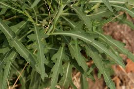 Image result for Diplotaxis tenuifolia
