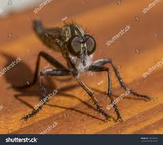 Attēlu rezultāti vaicājumam “Asilus crabroniformis”