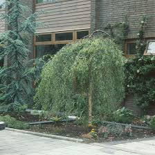 Attēlu rezultāti vaicājumam “Betula pendula Youngii”