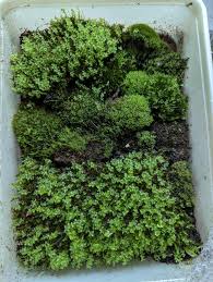 Attēlu rezultāti vaicājumam “Straminergon stramineum”