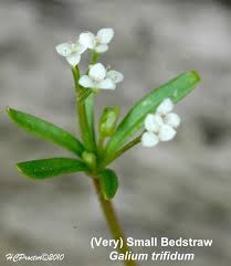 Attēlu rezultāti vaicājumam “Galium trifidum”