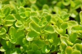 Attēlu rezultāti vaicājumam “Sedum aizoon leaf”