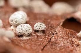 Attēlu rezultāti vaicājumam “Diderma floriforme stalked”