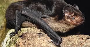 Attēlu rezultāti vaicājumam “Prociphilus xylostei”