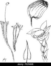 Attēlu rezultāti vaicājumam “Pleuridium subulatum sporophyte”