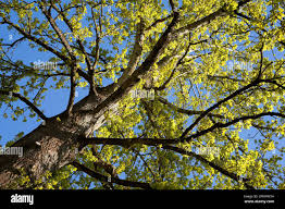 Attēlu rezultāti vaicājumam “Populus x berolinensis leaf”