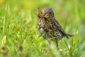 Attēlu rezultāti vaicājumam “Turdus philomelos nest”