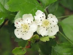 Attēlu rezultāti vaicājumam “Crataegus x macrocarpa”