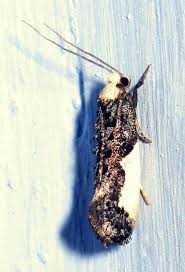 Attēlu rezultāti vaicājumam “Monopis monachella”