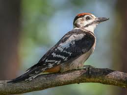 Attēlu rezultāti vaicājumam “Dendrocopos major juvenile”