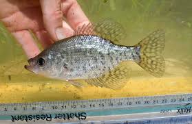 Image result for Pomoxis nigromaculatus