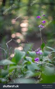 Attēlu rezultāti vaicājumam “Cephalanthera rubra bud”