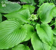 Attēlu rezultāti vaicājumam “Hosta sp. leaf”
