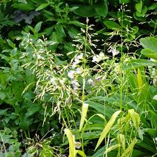 Attēlu rezultāti vaicājumam “Milium effusum flower”