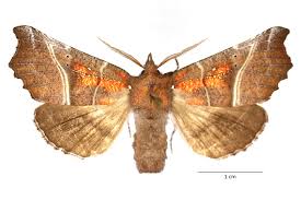 Attēlu rezultāti vaicājumam “Scoliopteryx libatrix”