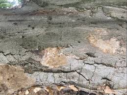 Attēlu rezultāti vaicājumam “Phellinus ferruginosus”