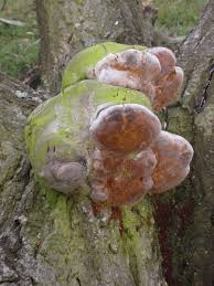 Attēlu rezultāti vaicājumam “Phellinus robustus”