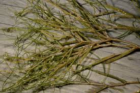 Attēlu rezultāti vaicājumam “Stuckenia pectinata leaf”