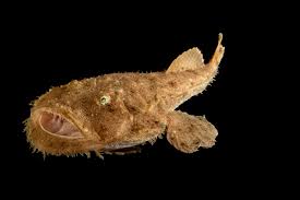 Image result for Lophius americanus