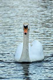 Attēlu rezultāti vaicājumam “Cygnus olor adult”