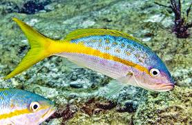 Image result for Ocyurus chrysurus