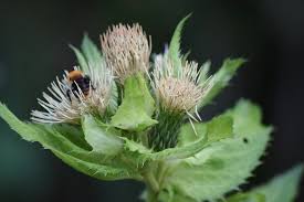 Attēlu rezultāti vaicājumam “Cirsium oleraceum flower”