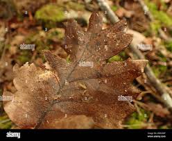 Attēlu rezultāti vaicājumam “Typhula erythropus”